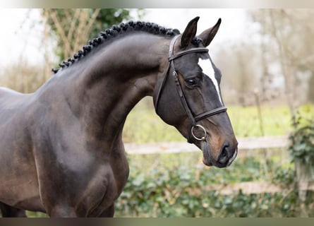 KWPN, Stallone, 4 Anni, 166 cm