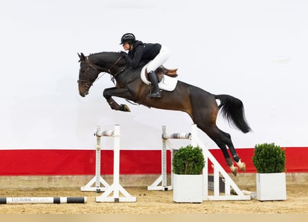 KWPN, Stallone, 4 Anni, 171 cm, Baio nero