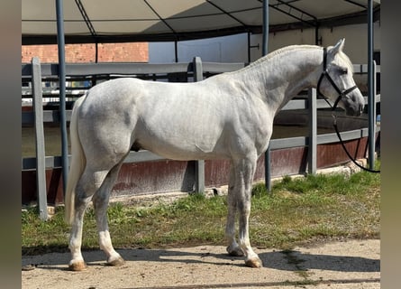 KWPN, Stallone, 4 Anni, 173 cm, Grigio