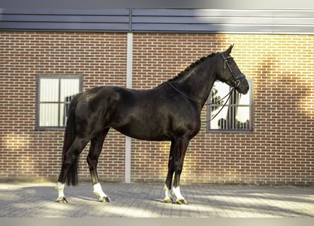 KWPN, Stallone, 5 Anni, 167 cm, Morello