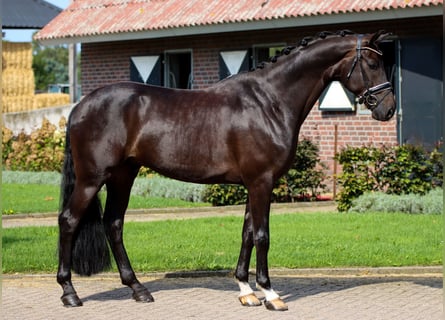 KWPN, Stallone, 5 Anni, 170 cm, Baio