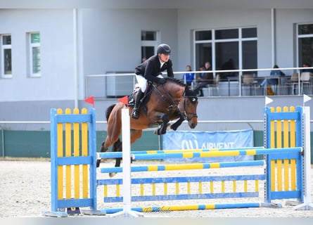 KWPN, Stallone, 7 Anni, 172 cm, Baio ciliegia