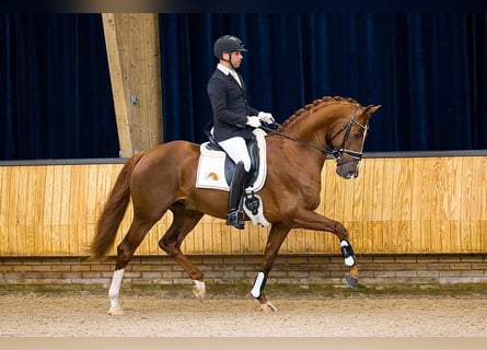 KWPN, Stallone, 7 Anni, 172 cm, Sauro