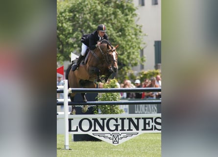 KWPN, Stallone, 30 Anni, 170 cm, Baio