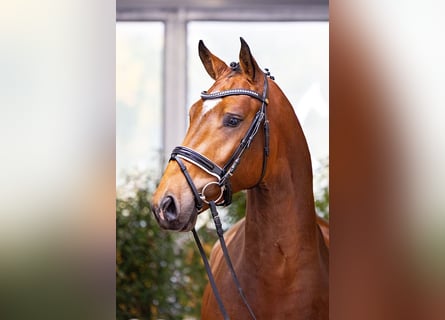 KWPN, Stallone, 3 Anni, 167 cm, Baio