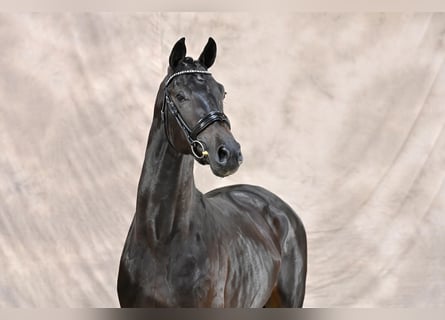 KWPN, Stallone, 4 Anni, 170 cm, Baio nero