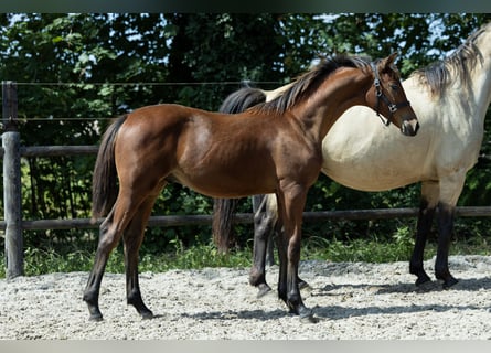 KWPN, Stallone, Puledri (04/2026), 170 cm, Baio