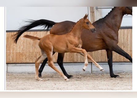 KWPN, Stallone, Puledri (07/2025), 170 cm, Sauro scuro