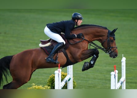 KWPN, Stallone, Puledri (01/2026)