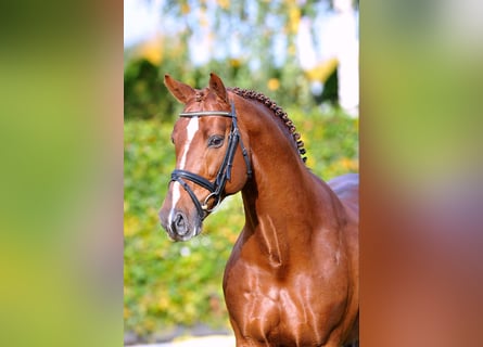 KWPN, Stallone, 22 Anni, 168 cm, Sauro