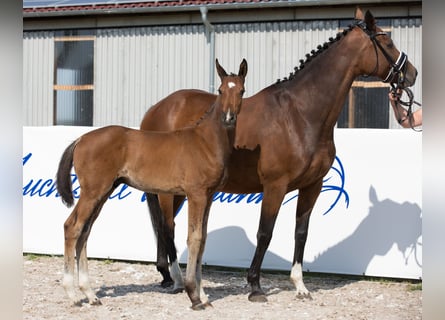 KWPN, Stute, 15 Jahre, 166 cm, Brauner