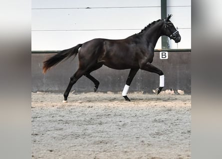 KWPN, Sto, 2 år, 166 cm, Rökfärgad svart