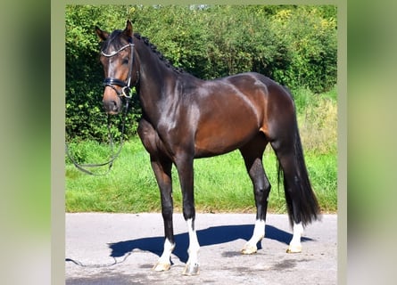 KWPN, Sto, 3 år, 164 cm, Mörkbrun