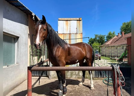 KWPN, Sto, 3 år, 170 cm, Mörkbrun