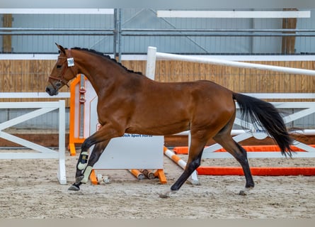 KWPN, Sto, 4 år, 168 cm, Brun