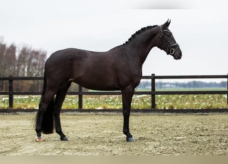 KWPN, Sto, 4 år, 168 cm, Svart