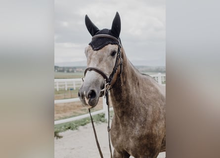 KWPN, Sto, 6 år, 163 cm, Gråskimmel