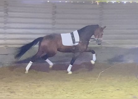KWPN, Sto, 6 år, 169 cm, Brun