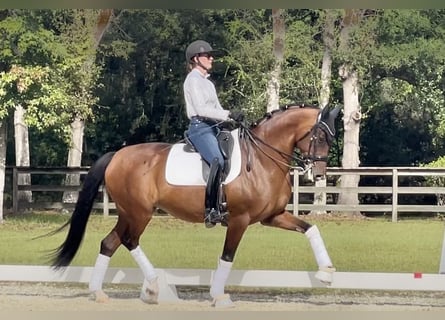 KWPN, Stute, 10 Jahre, 163 cm, Rotbrauner