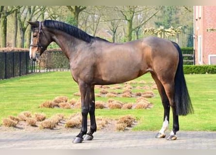 KWPN, Stute, 10 Jahre, 165 cm, Dunkelbrauner