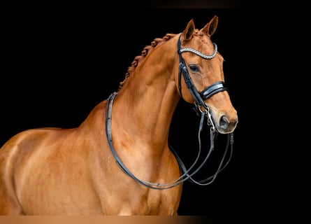 KWPN, Stute, 10 Jahre, 165 cm, Fuchs