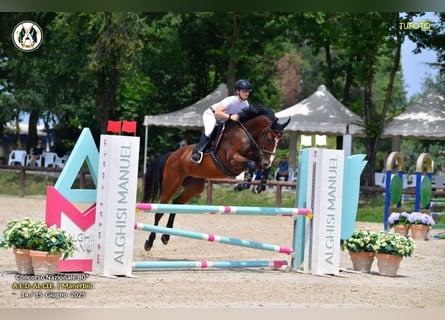 KWPN, Stute, 10 Jahre, 167 cm, Brauner