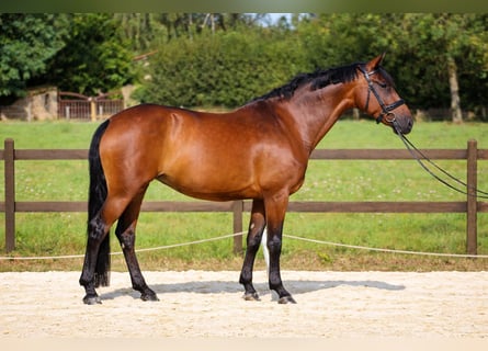 KWPN, Stute, 10 Jahre, 168 cm, Brauner