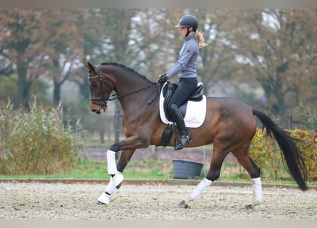 KWPN, Stute, 10 Jahre, 168 cm, Brauner