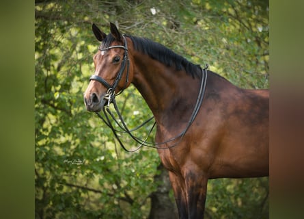 KWPN, Stute, 10 Jahre, 169 cm, Dunkelbrauner