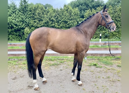 KWPN, Stute, 10 Jahre, 170 cm, Dunkelbrauner
