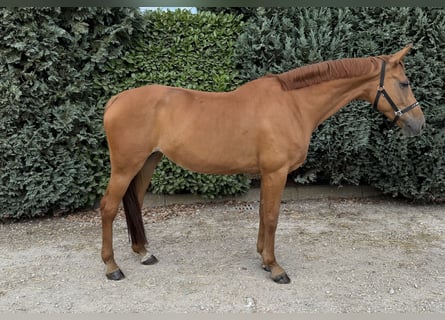 KWPN, Stute, 10 Jahre, 170 cm, Fuchs