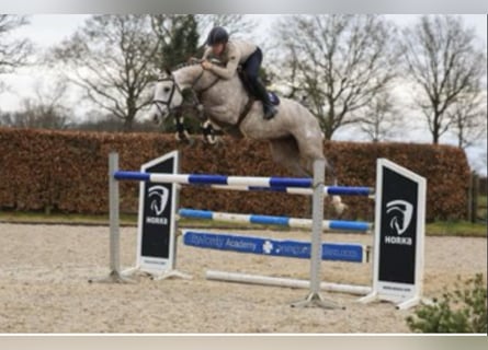 KWPN, Stute, 10 Jahre, 172 cm, Schimmel