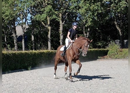 KWPN, Stute, 10 Jahre, 174 cm, Fuchs
