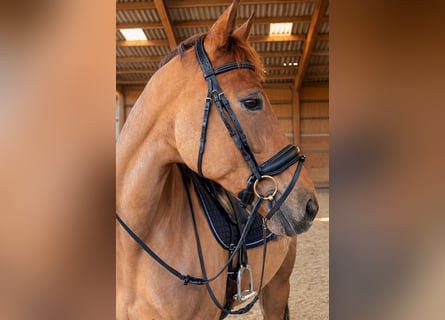 KWPN, Stute, 10 Jahre, 175 cm, Dunkelfuchs