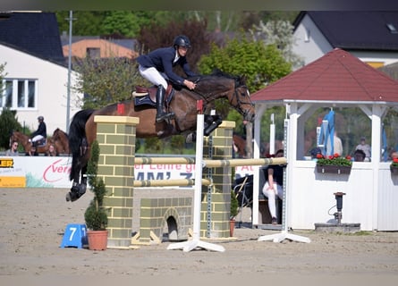 KWPN, Stute, 11 Jahre, 163 cm, Dunkelbrauner