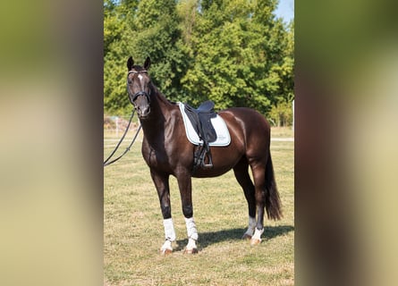 KWPN, Stute, 11 Jahre, 164 cm, Rappe