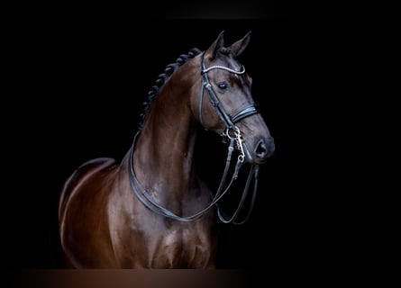 KWPN, Stute, 11 Jahre, 165 cm, Dunkelbrauner