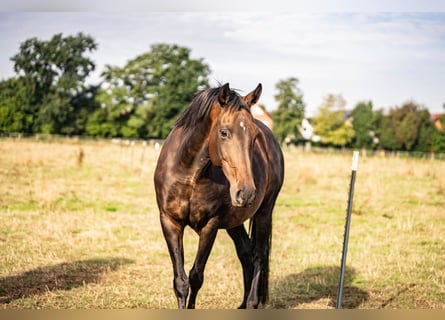 KWPN, Stute, 11 Jahre, 165 cm