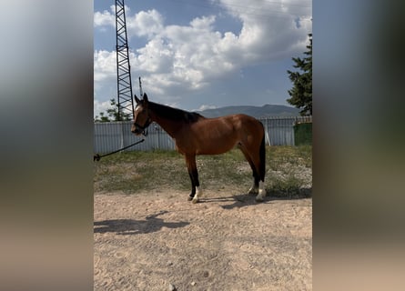 KWPN, Stute, 11 Jahre, 166 cm, Brauner