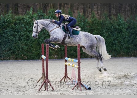 KWPN, Stute, 11 Jahre, 168 cm, Schimmel