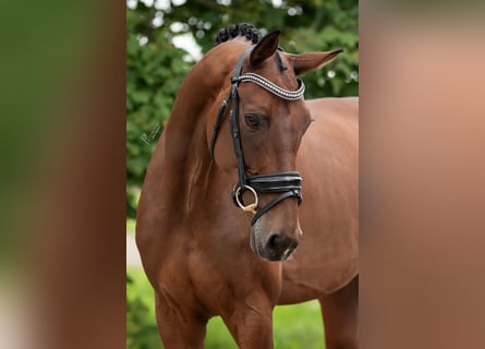 KWPN, Stute, 11 Jahre, 170 cm, Brauner