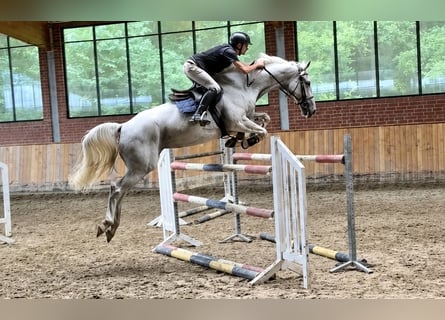 KWPN, Stute, 11 Jahre, 170 cm, Schimmel