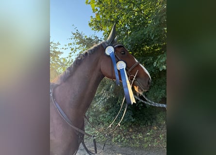 KWPN, Stute, 11 Jahre, 172 cm, Brauner