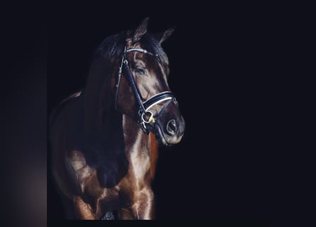 KWPN, Stute, 11 Jahre, 172 cm, Schwarzbrauner