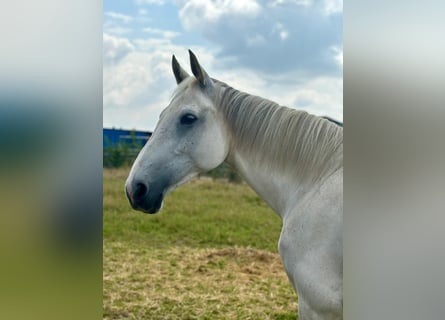 KWPN, Stute, 12 Jahre, 160 cm, Schimmel