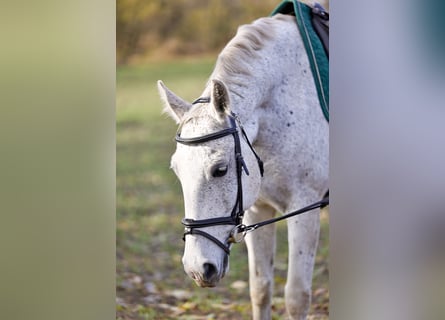 KWPN Mix, Stute, 12 Jahre, 165 cm, Apfelschimmel