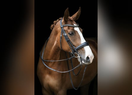 KWPN, Stute, 12 Jahre, 166 cm, Fuchs