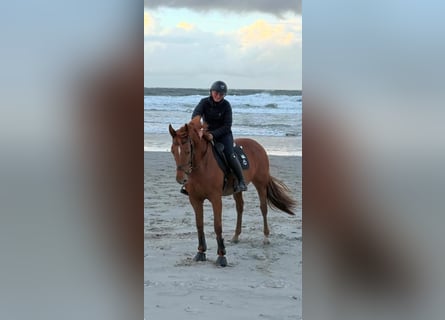 KWPN, Stute, 12 Jahre, 166 cm, Fuchs