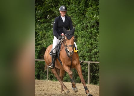 KWPN, Stute, 12 Jahre, 166 cm, Fuchs