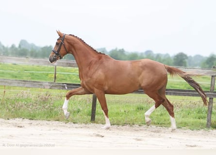 KWPN, Stute, 12 Jahre, 167 cm, Fuchs